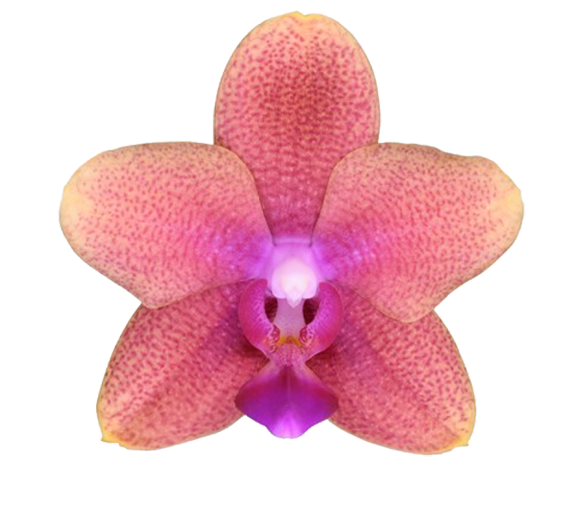 Phalaenopsis Orchidee Bolgheri Parfum Your Natural Orchid Stolk Flora